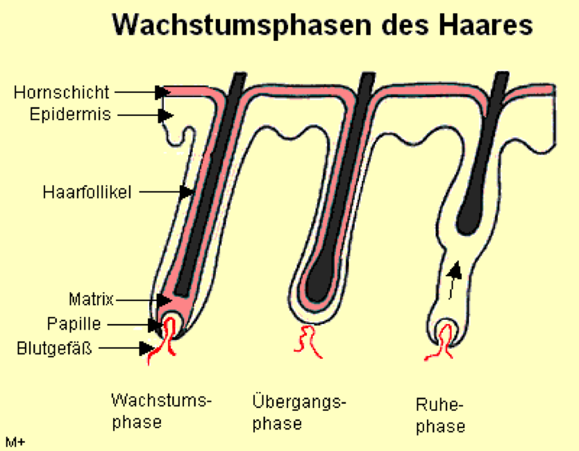 Wachstumsphasen